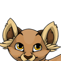 Red Panda Ears male mutation of Catus