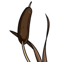 Cattail female mutation of Catus