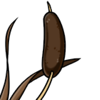 Cattail male mutation of Catus