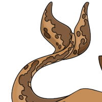 Marbled Dolphin Tail female mutation of Catus