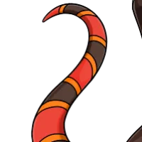 Coral Snake Tail female mutation of Draconis
