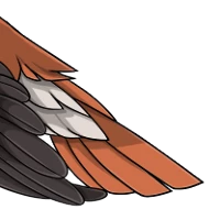 Hooded Crow Tail male mutation of undefined