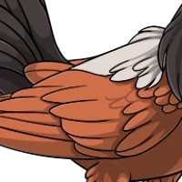 Hooded Crow Wings female mutation of undefined