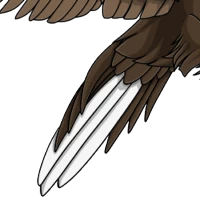 Macaw Tail female mutation of undefined