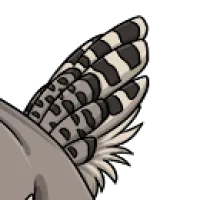 Snowy Owl Tail male mutation of undefined