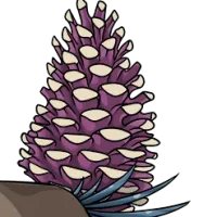 Pine Cone Tail male mutation of undefined