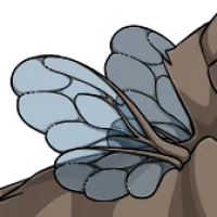 Bumblebee Wings female mutation of undefined
