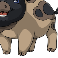 Bicolor Blotched Body male mutation of Porcus