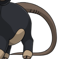 Rat Tail male mutation of Porcus