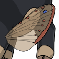 Insect Leg Wings male mutation of Porcus