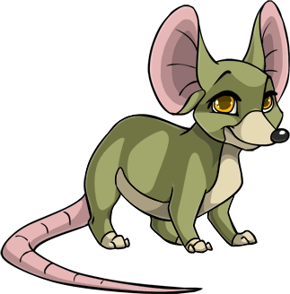 Image of Rattus OviPets