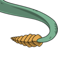 Rattle Tail female mutation of Serpentes