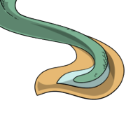 Tadpole Tail female mutation of Serpentes