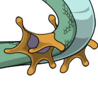 Star Fin female mutation of Serpentes