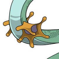 Star Fin male mutation of Serpentes