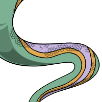 Dorsal Striped Body male mutation of Serpentes