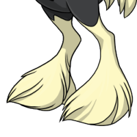 Full Feathers male mutation of Struthio