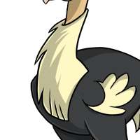 Neck Feathers male mutation of Struthio