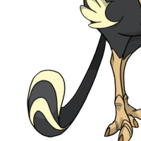 Racket Tail female mutation of Struthio