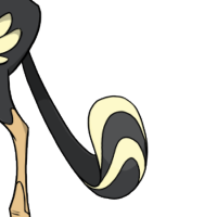 Racket Tail male mutation of Struthio