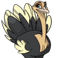Fan Tail female mutation of Struthio