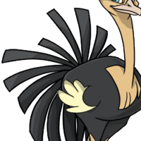 Solid Turkey Tail female mutation of Struthio