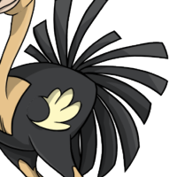 Solid Turkey Tail male mutation of Struthio