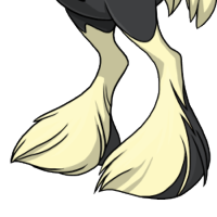 Bicolor Full Feathers male mutation of Struthio